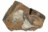 Two Paleocene Fossil Ginkgo Leaves - North Dakota #290840-1
